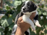 Mükemmel Border Collie Yavrularım