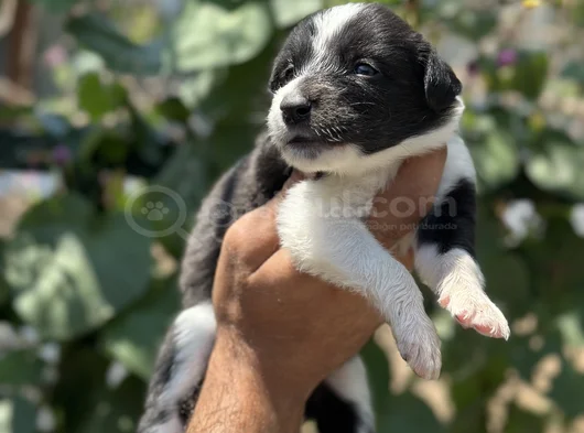 Mükemmel Border Collie Yavrularım görsel