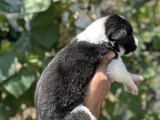 Mükemmel Border Collie Yavrularım