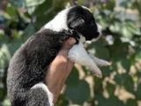 Mükemmel Border Collie Yavrularım