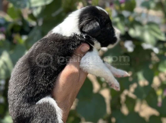 Mükemmel Border Collie Yavrularım görsel