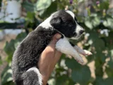 Mükemmel Border Collie Yavrularım