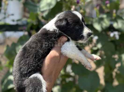 Mükemmel Border Collie Yavrularım görsel