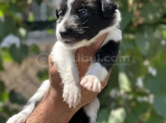 Mükemmel Border Collie Yavrularım görsel