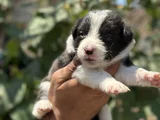Mükemmel Border Collie Yavrularım
