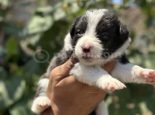 Mükemmel Border Collie Yavrularım görsel