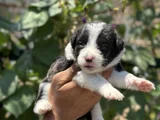 Mükemmel Border Collie Yavrularım