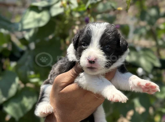 Mükemmel Border Collie Yavrularım görsel
