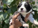 Mükemmel Border Collie Yavrularım