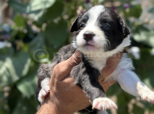 Mükemmel Border Collie Yavrularım görsel