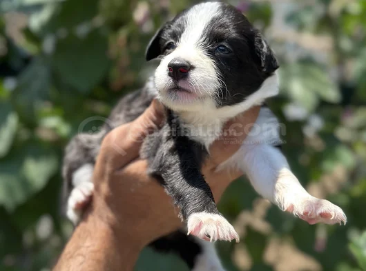 Mükemmel Border Collie Yavrularım görsel