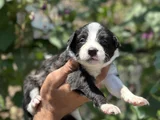 Mükemmel border collie yavrularım