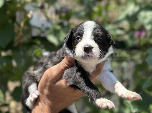Mükemmel border collie yavrularım