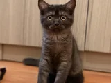 British Shorthair  Dişi Ücretsiz Sahiplendirme