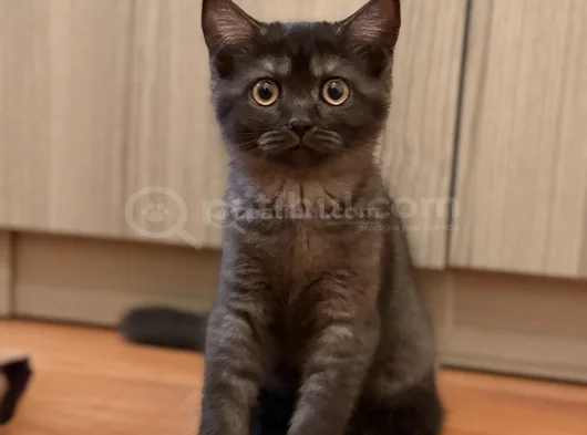 British Shorthair  Dişi Ücretsiz Sahiplendirme görsel