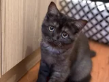 British Shorthair  Dişi ücretsiz Sahiplendirme