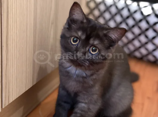 British Shorthair  Dişi Ücretsiz Sahiplendirme