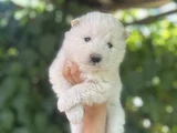 Kartopu Safkan Samoyed