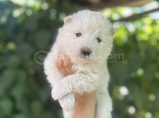 Kartopu Safkan Samoyed görsel
