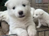 Kartopu Safkan Samoyed