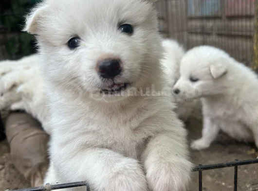 Kartopu Safkan Samoyed görsel