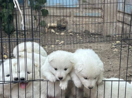 Kartopu Safkan Samoyed görsel