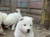 Kartopu Safkan Samoyed