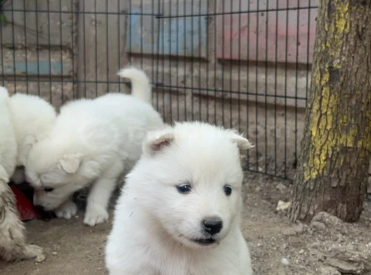 Kartopu Safkan Samoyed görsel