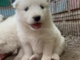 Kartopu Safkan SAMOYED