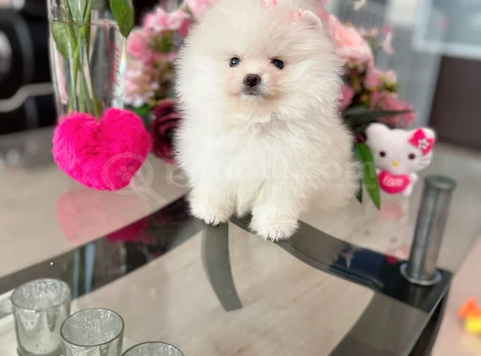 Teacup Prenses görsel