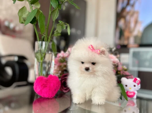Teacup Prenses görsel