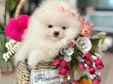 TEACUP PRENSES