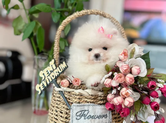 Teacup Prenses görsel