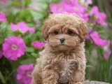 Xxs Gerçek Mi̇ni̇ Wc Eği̇ti̇mli̇ Malti̇poo Yavru