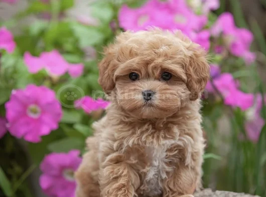 Xxs Gerçek Mi̇ni̇ Wc Eği̇ti̇mli̇ Malti̇poo Yavru görsel