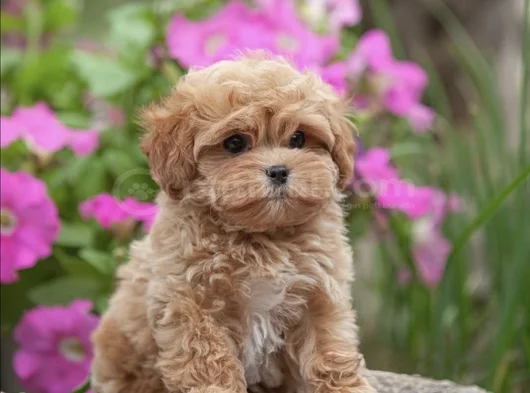 Xxs Gerçek Mi̇ni̇ Wc Eği̇ti̇mli̇ Malti̇poo Yavru görsel