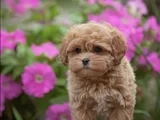 Xxs Gerçek Mi̇ni̇ Wc Eği̇ti̇mli̇ Malti̇poo Yavru