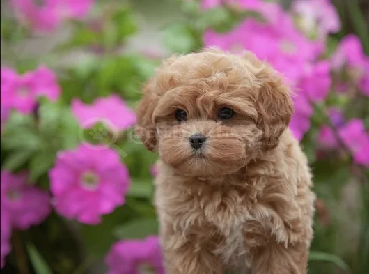 Xxs Gerçek Mi̇ni̇ Wc Eği̇ti̇mli̇ Malti̇poo Yavru görsel