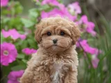 Xxs Gerçek Mi̇ni̇ Wc Eği̇ti̇mli̇ Malti̇poo Yavru