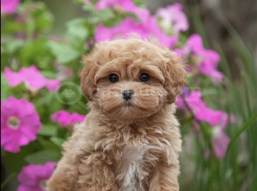 Xxs Gerçek Mi̇ni̇ Wc Eği̇ti̇mli̇ Malti̇poo Yavru görsel