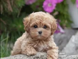 XXS GERÇEK MİNİ WC EĞİTİMLİ MALTİPOO YAVRU