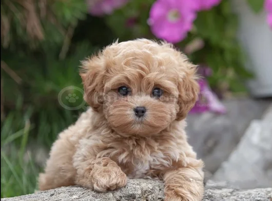 Xxs Gerçek Mi̇ni̇ Wc Eği̇ti̇mli̇ Malti̇poo Yavru