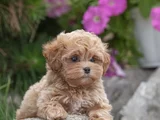 Xxs Gerçek Mi̇ni̇ Wc Eği̇ti̇mli̇ Malti̇poo Yavru
