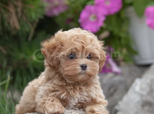 Xxs Gerçek Mi̇ni̇ Wc Eği̇ti̇mli̇ Malti̇poo Yavru görsel
