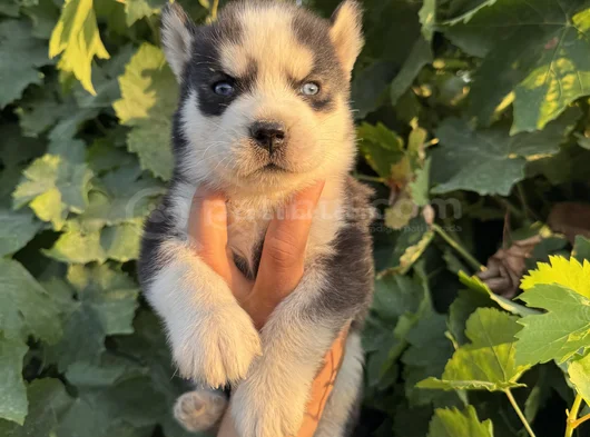 Mavi Göz Husky Bebekler