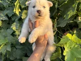 Mavi Göz Husky Bebekler
