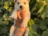 Mavi Göz Husky Bebekler