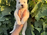 Mavi Göz Husky Bebekler