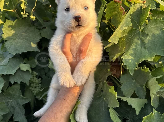 Mavi Göz Husky Bebekler görsel