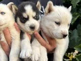 Mavi Göz Husky Bebekler